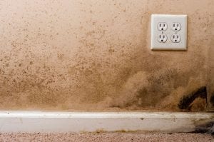 3 Signs that You May Have a Mold Problem